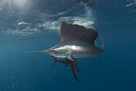 墨西哥金塔纳罗奥大西洋的帆鱼图片
