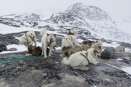 格陵兰伊卢利萨特的哈士奇犬图片