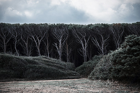 意大利撒丁岛斯美拉达海岸茂密的黑森林的树木图片