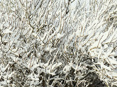 雪覆盖灌丛背景图片