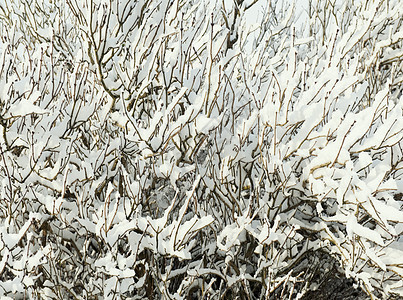 雪覆盖灌丛图片