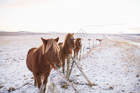 冰岛雪覆盖田野上的小马图片