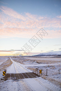 冰岛积雪覆盖的乡村公路牛群网图片