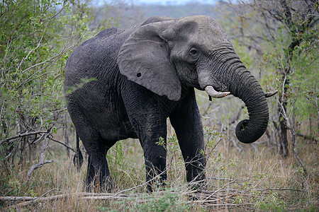 大象南非萨比沙草保护区图片