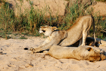 南非沙草野生动物保护区狮子做拉伸图片
