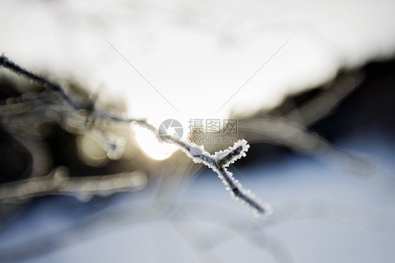 结霜的树枝特写图片