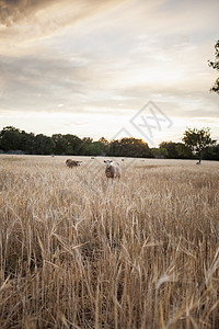 西班牙马赫卡日落时小麦田牧羊景象图片