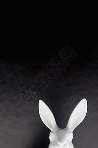 兔子的头和耳朵图片