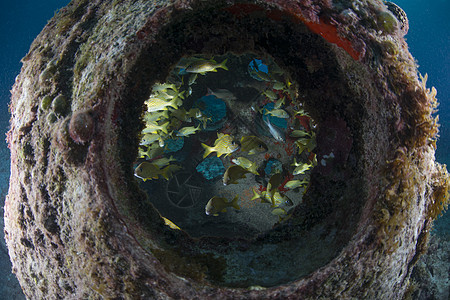 墨西哥科祖梅尔岛多彩鱼图片