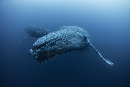 墨西哥海底的座头鲸图片