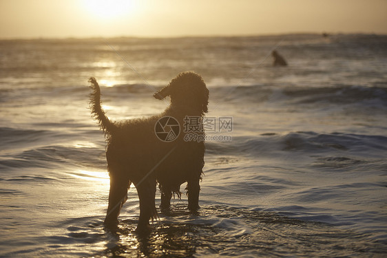 在水里站着的小狗图片