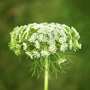 正在萌芽的白色野花映衬着绿色图片