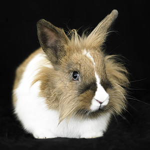 白毛发兔子图片