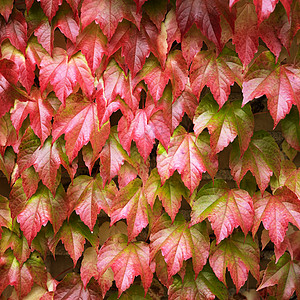 红和绿秋叶墙壁高清图片