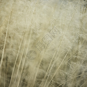 长草在微风中移动的细节图片