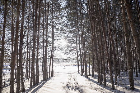 俄罗斯乌拉尔雪覆盖森林的日光图片