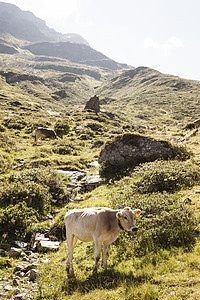 奥地利沃拉尔贝格山上放牧牛图片