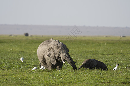 肯尼亚安博塞利公园的非洲大象图片