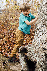 年轻男孩在森林中爬树图片