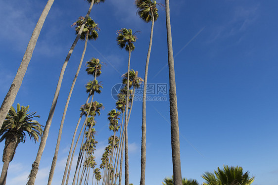 棕榈树低角度视图图片