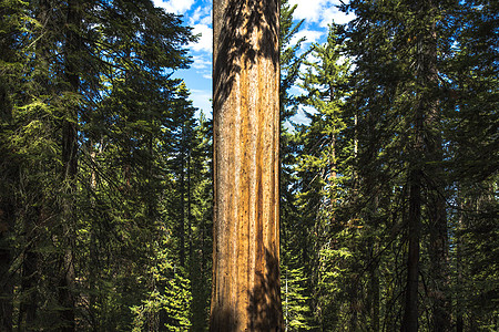 公园森林中的巨型树干图片