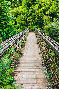 美国夏威夷Haleakala的雨林木脚桥图片