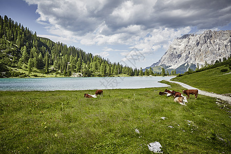 奥地利蒂罗尔州Ehrwald湖边山谷的牛放牧图片