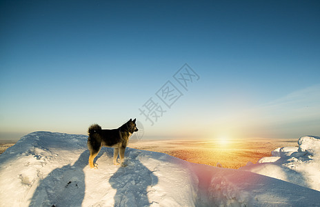 俄罗斯日落雪山上站着的狗图片