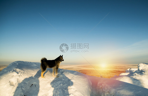 俄罗斯日落雪山上站着的狗图片