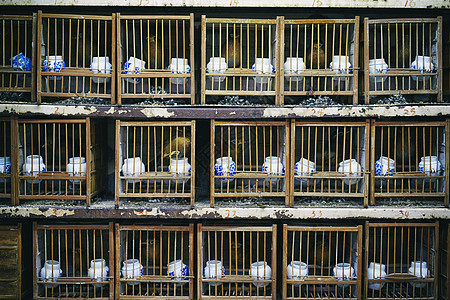 鸟笼里的鸟上海花鸟市场图片