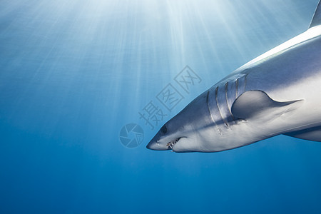 在新西兰海岸的日光下游短鳍马科鲨鱼图片