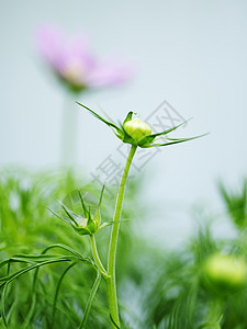 花园新生的绿芽背景图片