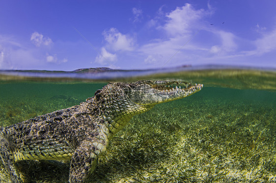 水下拍摄墨西哥钦索罗班克斯海面鳄鱼图片