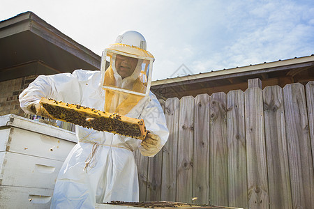 养蜂人从巢中去除框架图片