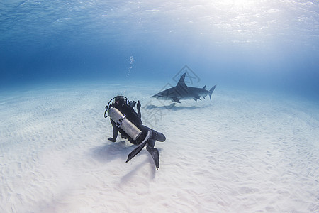 在海底的大锤头鲨鱼和潜水员背景图片