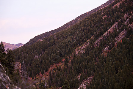 美国犹他州大白杨木林峡谷图片