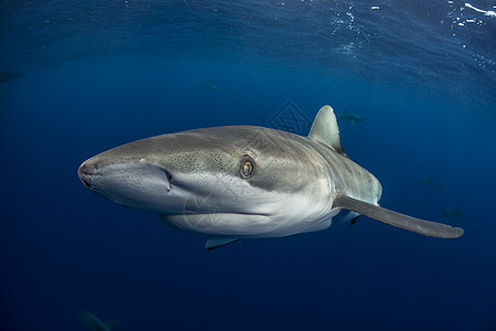 加拉帕戈斯鲨鱼carcharhinusgalapagensis在墨西哥科里马州雷维拉吉加多市索科罗看摄像机的水下视图图片