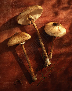 在自然阳光下的蘑菇图片