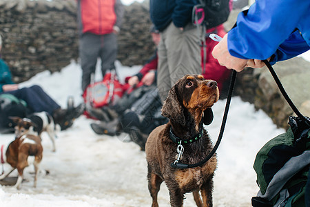 雪地探险者给狗狗喂食图片