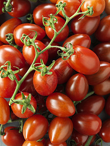 一串新鲜的番茄图片