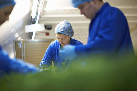 生产线上身着理发网包装蔬菜的工人图片