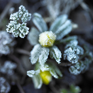 被低温冻住的花朵图片