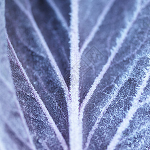 紫色叶子上的霜特写图片