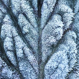 霜覆盖在植物表面上图片