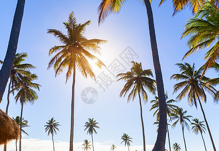 多米尼加勒比海岸多米尼加勒比的阳光棕榈树图片