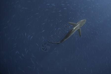 墨西哥科里马市圣本尼迪克托市丝质鲨鱼在猎食时在鲣鱼群上方游动图片