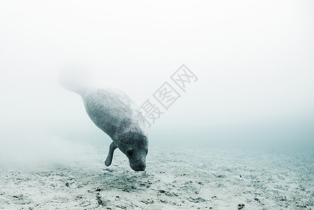 西印度海牛trichechusmanatus游泳从海底的水泉中喝淡SianKaan生物圈保护区墨西哥金塔罗奥墨西哥图片