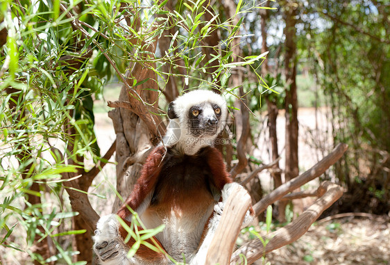 马达加斯加塔那那利佛的狐猴图片