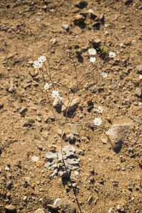美国加利福尼亚州奥兰查沙漠中白色野花图片