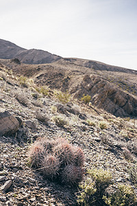 美国加利福尼亚州奥兰查沙漠的仙人掌图片